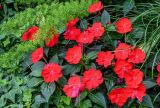 View full-size image Impatiens walleriana