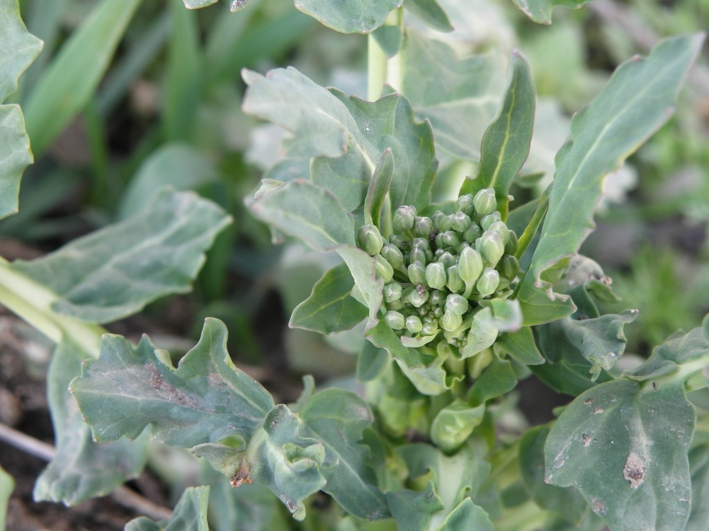 Image of Brassica napus specimen.