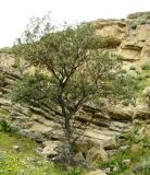 Acer turcomanicum. Плодоносящее дерево. Копетдаг, Чули. Июнь 2011 г.