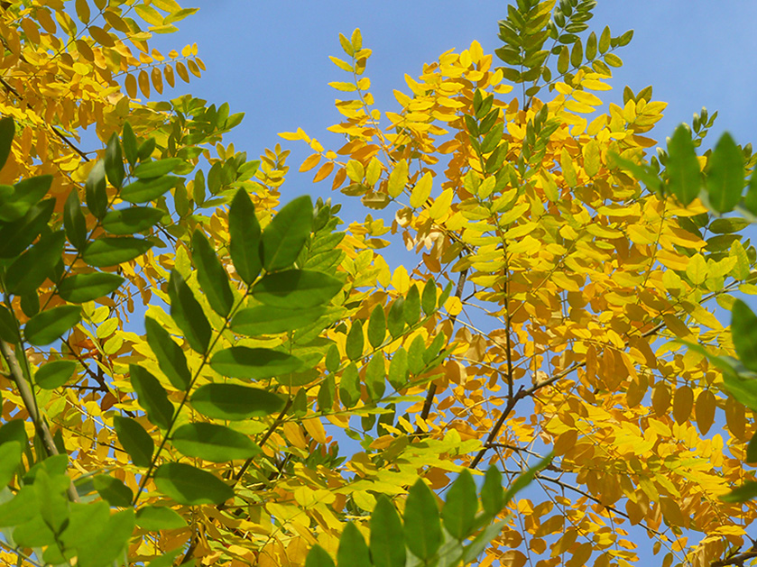 Image of Styphnolobium japonicum specimen.