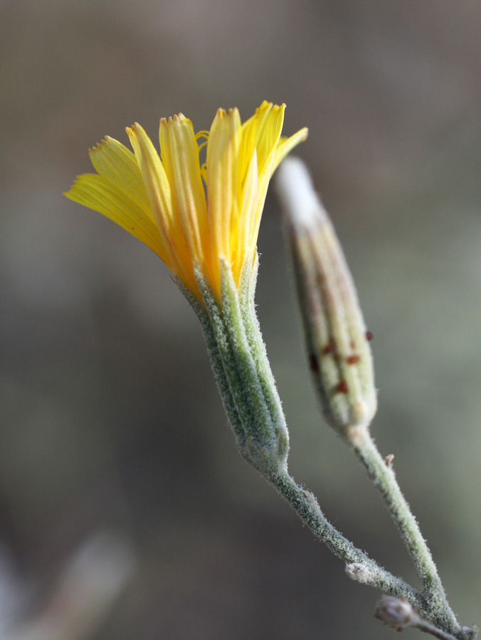 Image of Chondrilla juncea specimen.