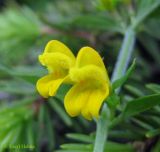 Melampyrum herbichii. Цветки. Украина, Ивано-Франковская обл., Надворнянский р-н, природный заповедник \"Горганы\", Кливки, горный луг. 17 июня 2011 г.