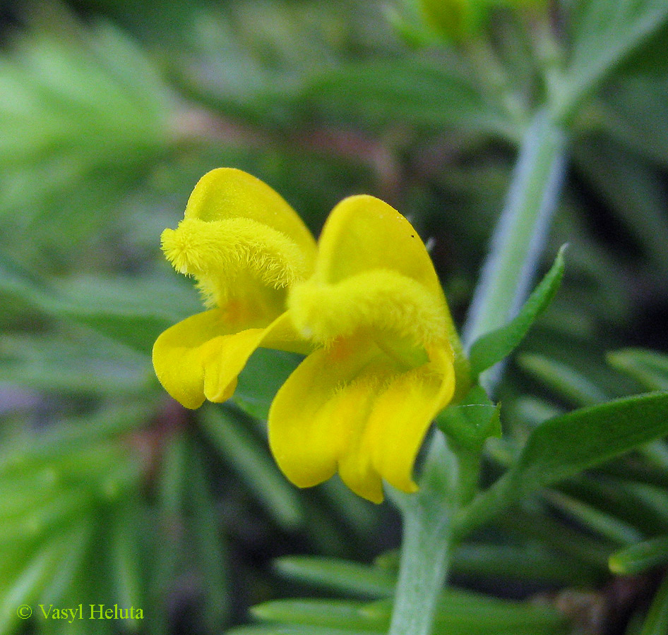 Изображение особи Melampyrum herbichii.