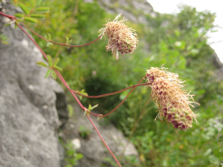 Image of Sanguisorba magnifica specimen.