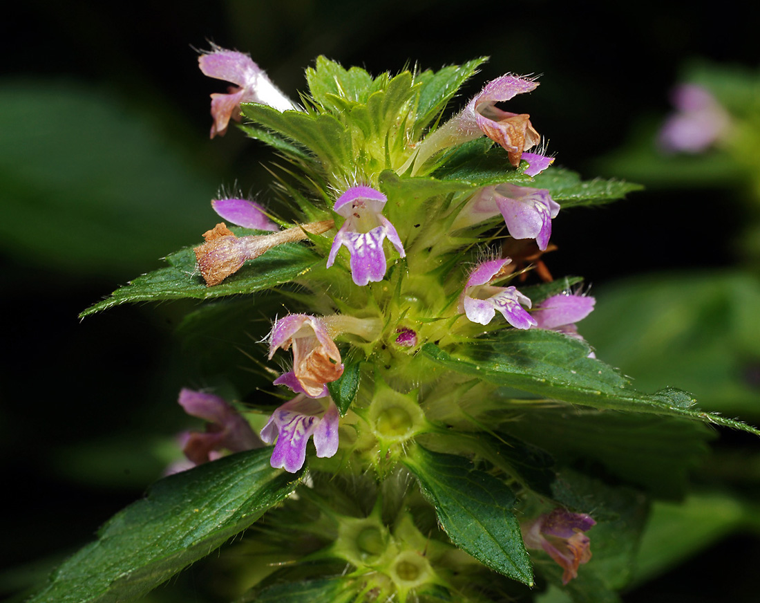 Image of Galeopsis bifida specimen.