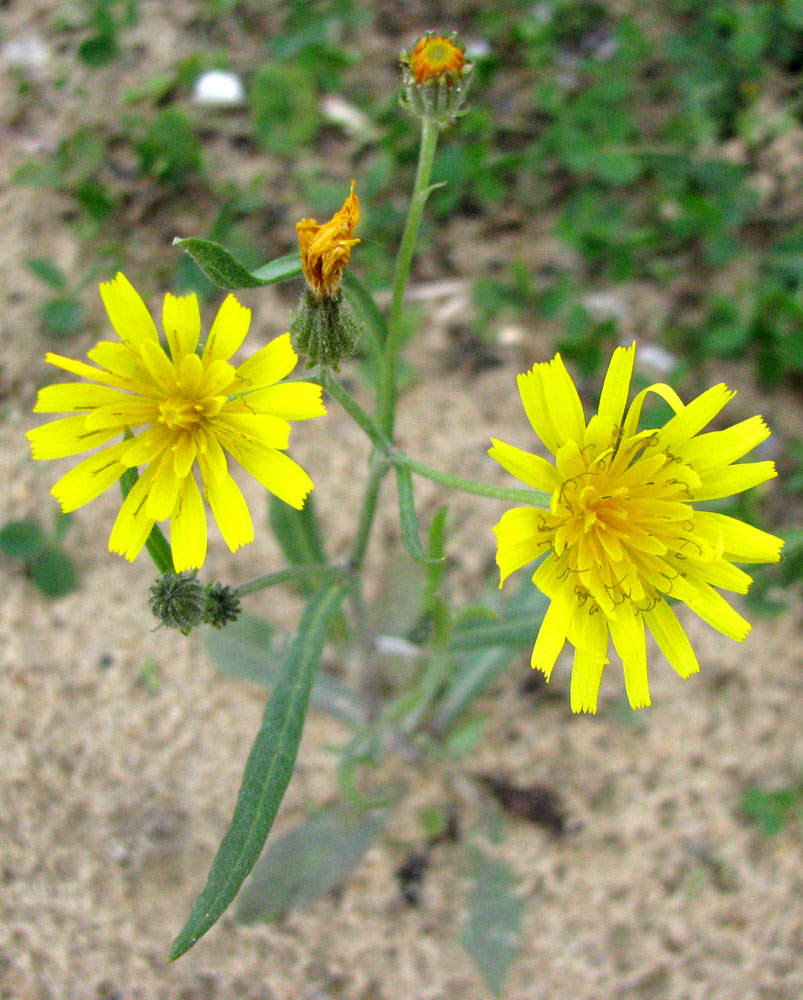 Image of Crepis tectorum specimen.