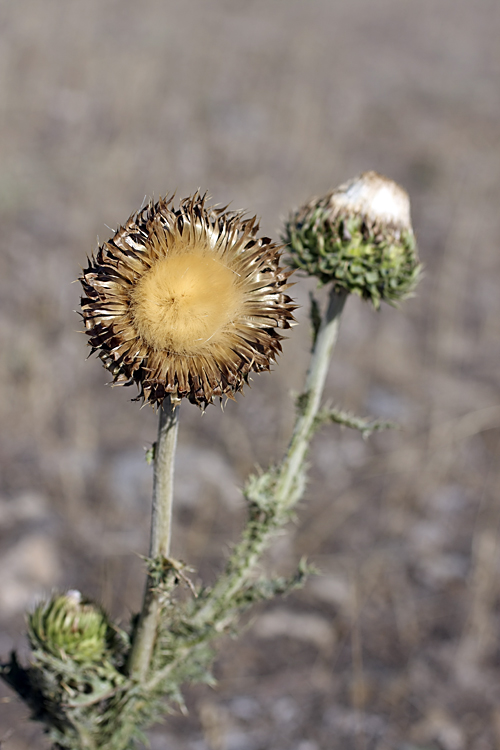 Image of Carduus nutans specimen.