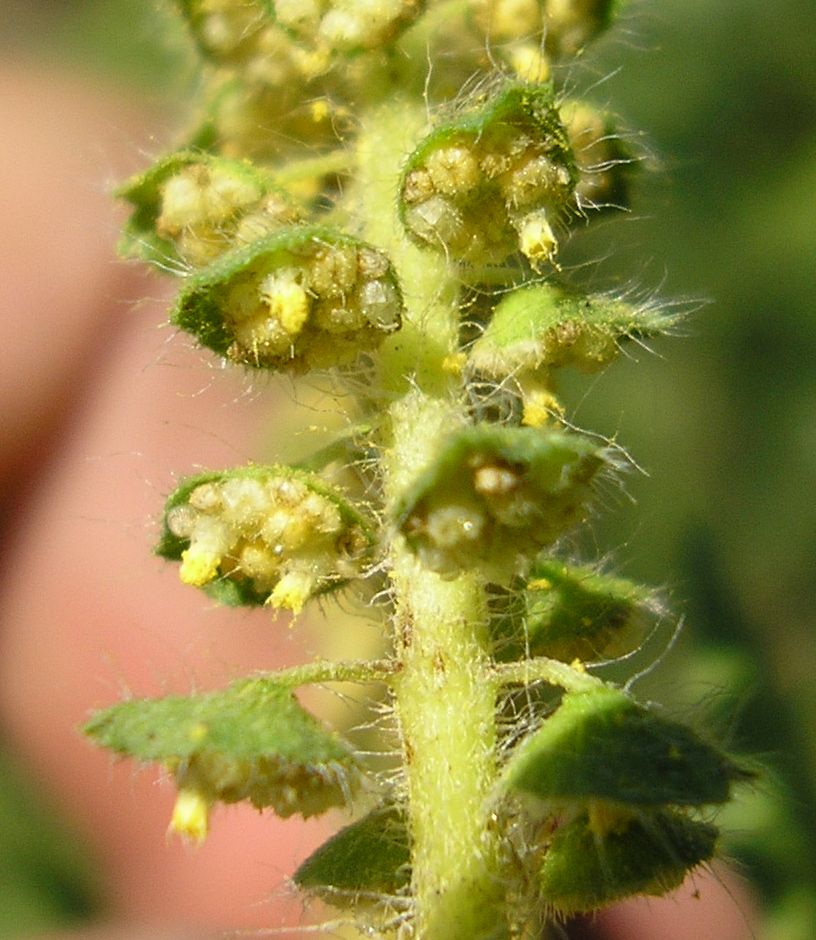 Image of Ambrosia artemisiifolia specimen.