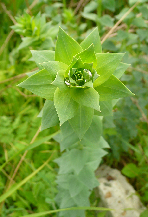 Изображение особи Linaria genistifolia.