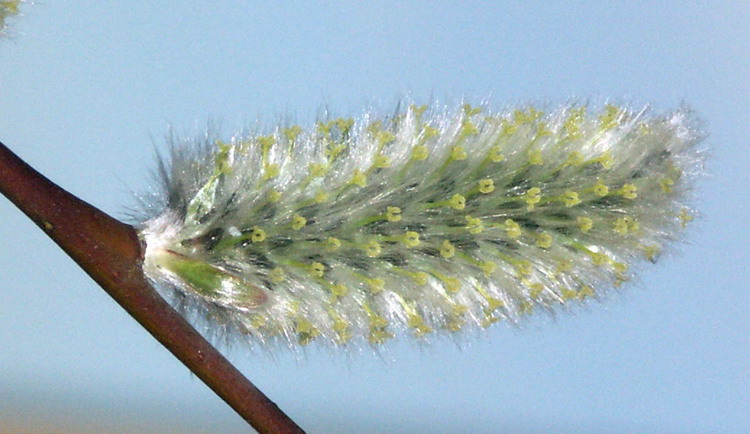 Image of Salix phylicifolia specimen.