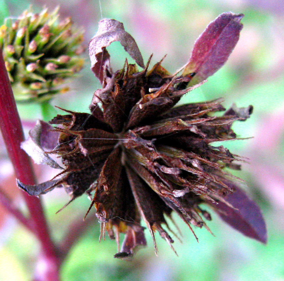 Изображение особи Bidens frondosa.