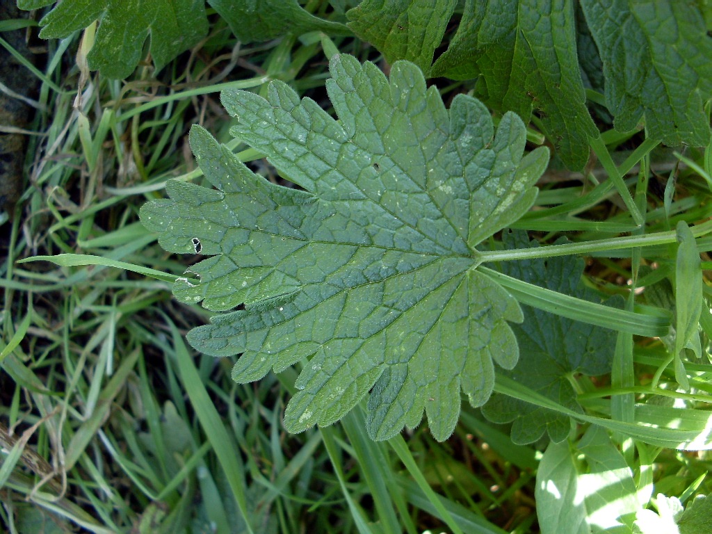 Image of Leonurus glaucescens specimen.