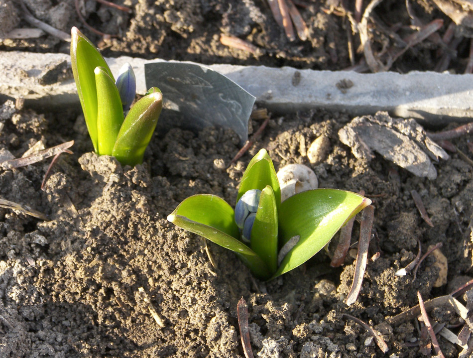 Изображение особи Scilla caucasica.