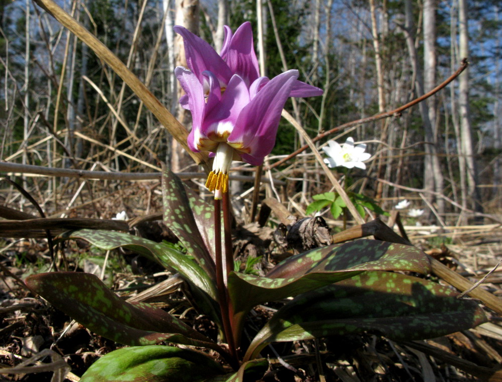 Изображение особи Erythronium sajanense.