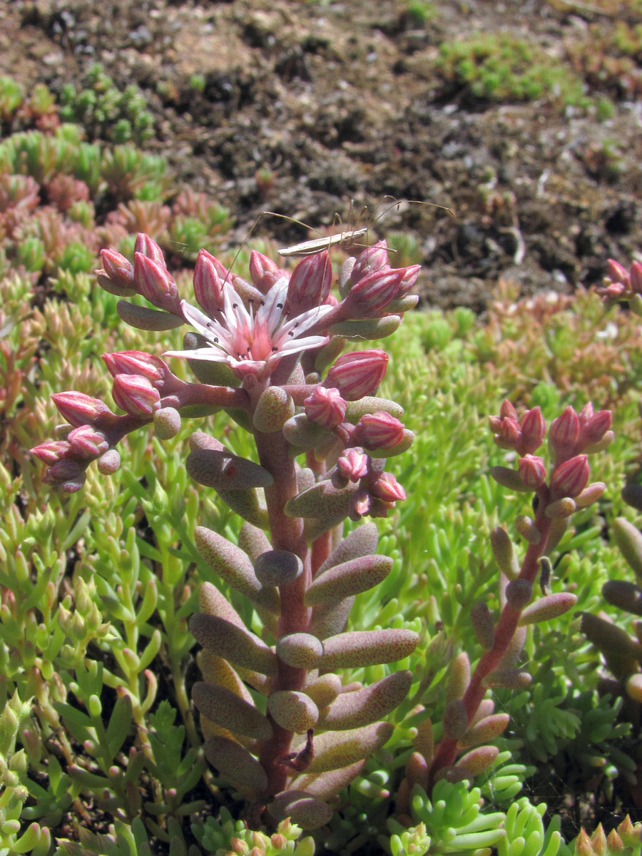 Image of Sedum hispanicum specimen.