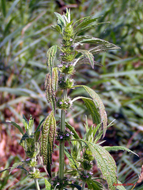 Image of Chaiturus marrubiastrum specimen.