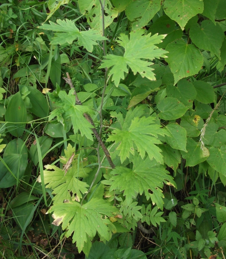 Image of Delphinium elatum specimen.