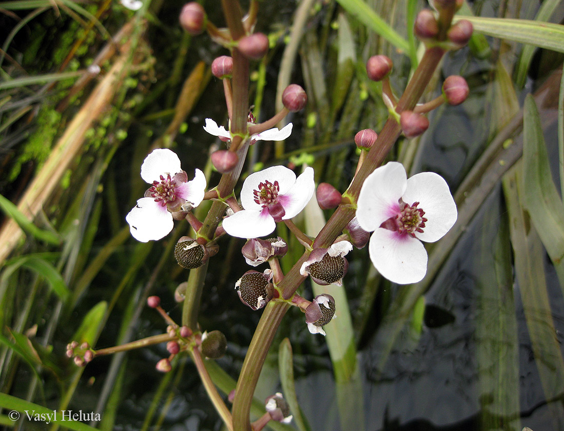 Изображение особи Sagittaria sagittifolia.