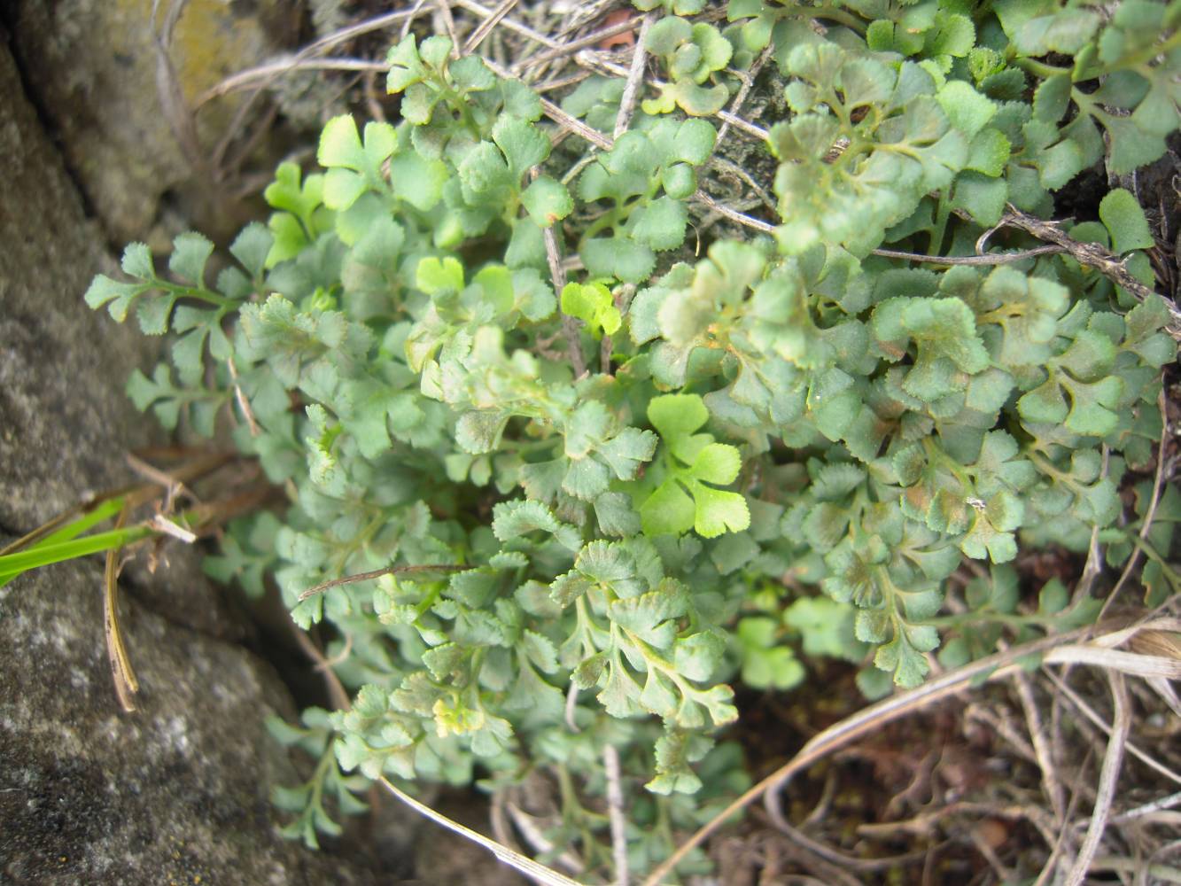 Image of Asplenium ruta-muraria specimen.