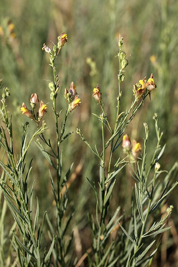 Изображение особи Linaria popovii.