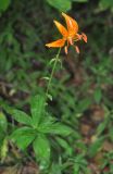 Lilium distichum. Цветущее растение. Приморье, окр. пос. Терней. 03.08.2012.