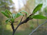 Rhamnus cathartica