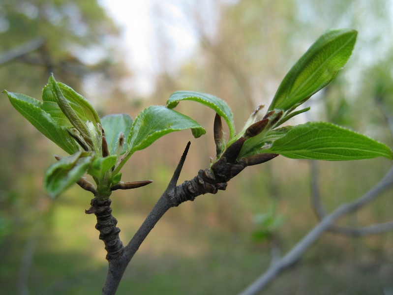 Image of Rhamnus cathartica specimen.