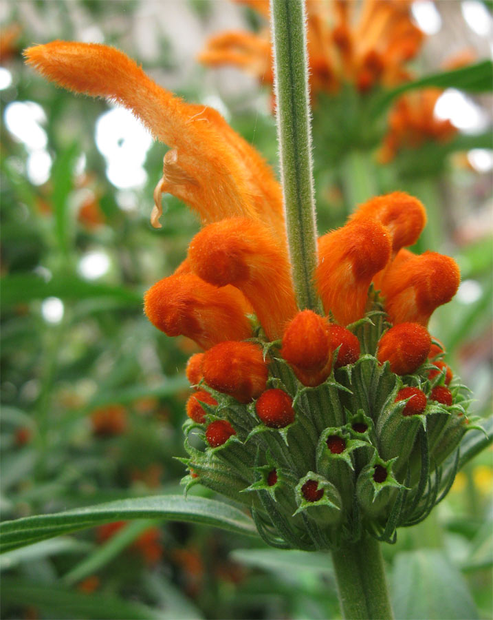 Image of Leonotis leonurus specimen.