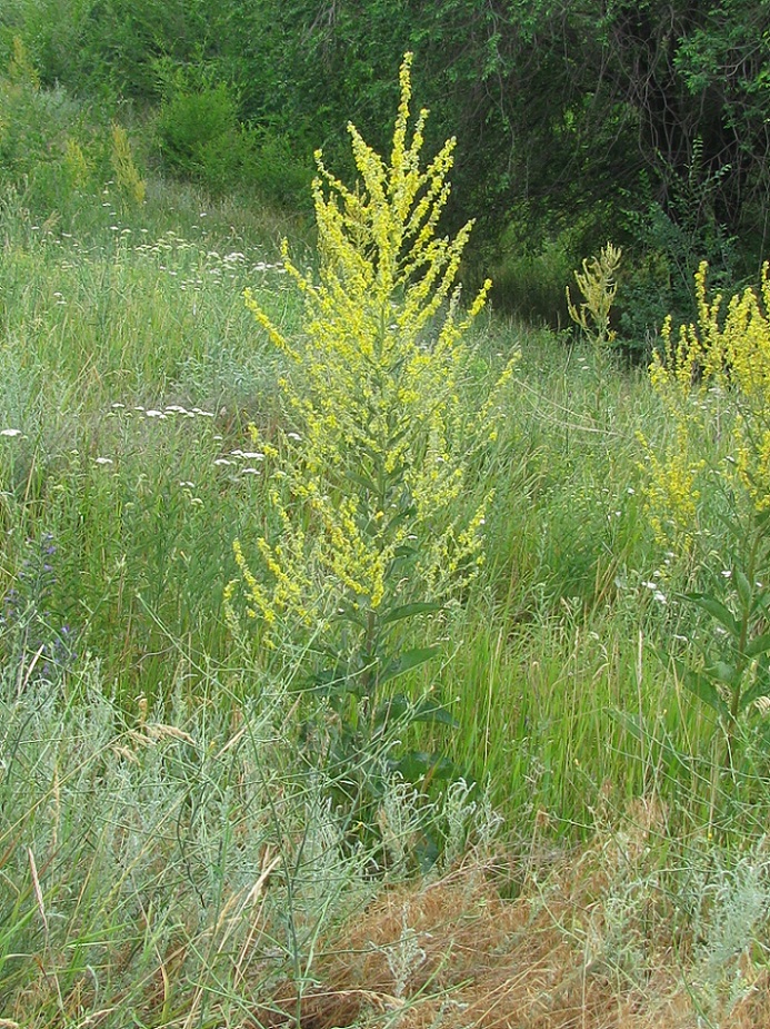 Изображение особи Verbascum lychnitis.