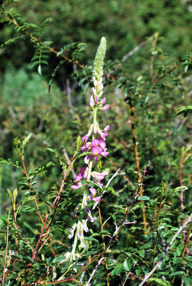 Image of Onobrychis grandis specimen.