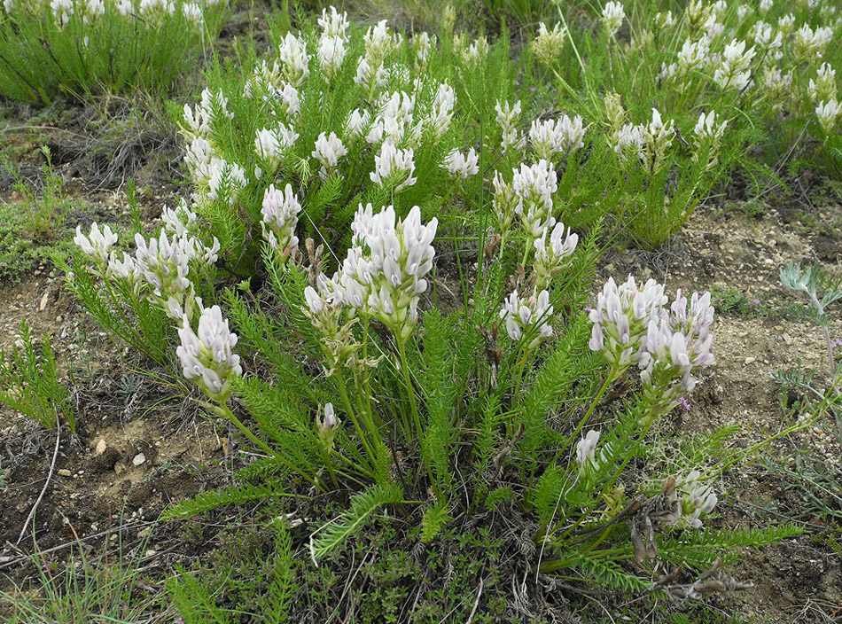 Изображение особи Oxytropis muricata.