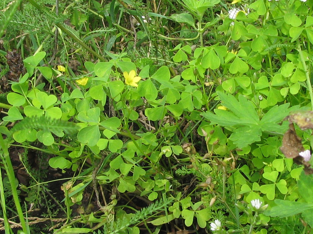 Изображение особи Oxalis stricta.