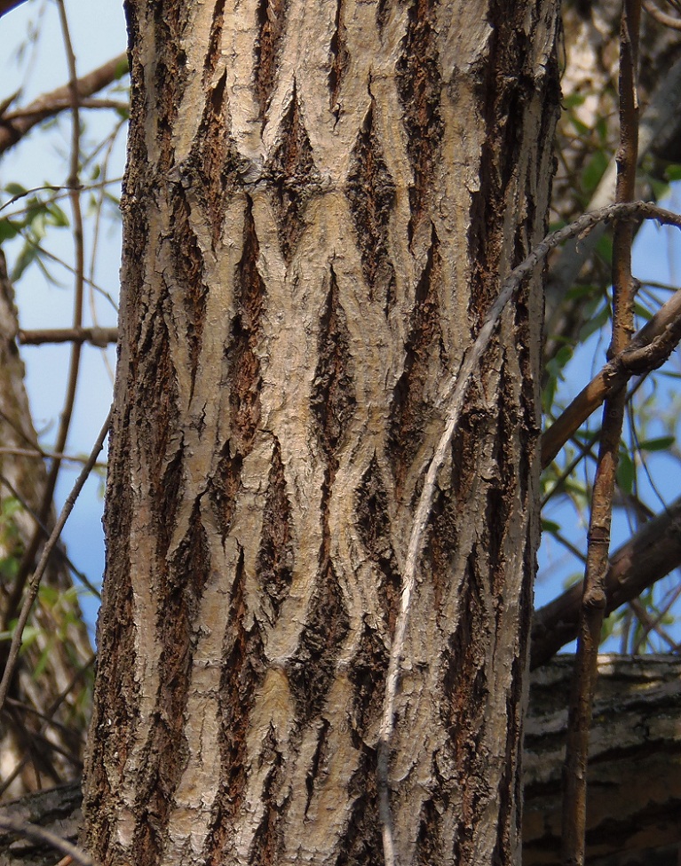 Image of Salix euxina specimen.