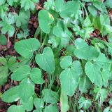 Смотреть изображение Laserpitium latifolium
