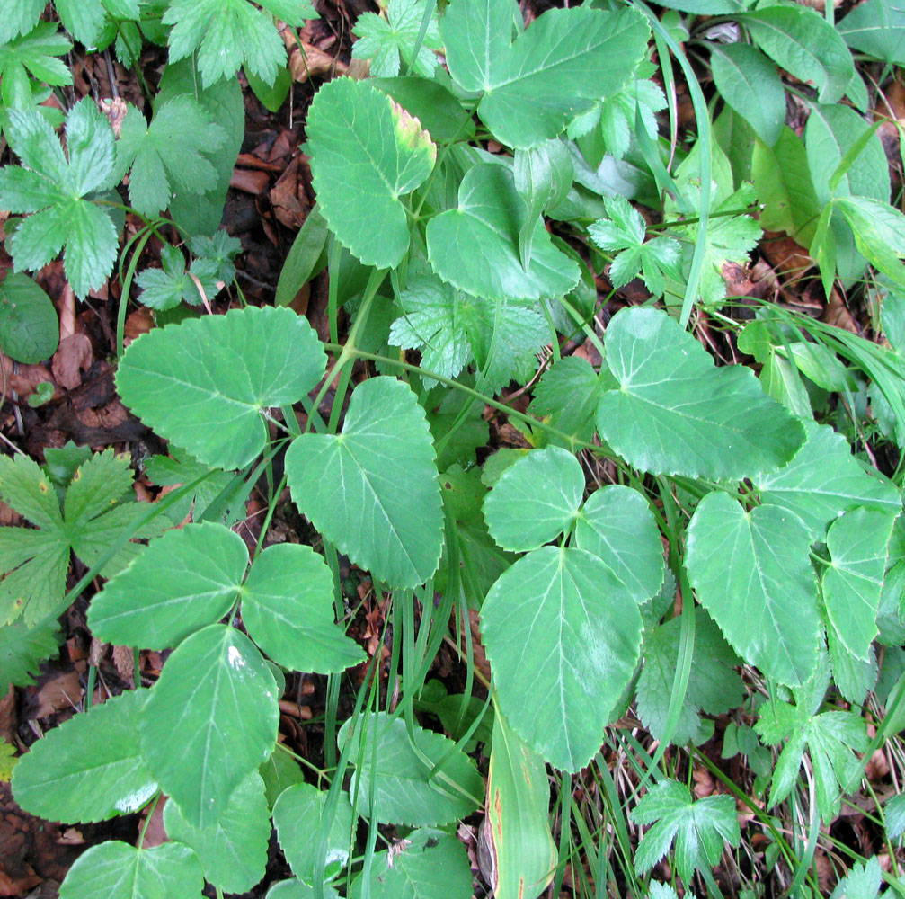 Изображение особи Laserpitium latifolium.