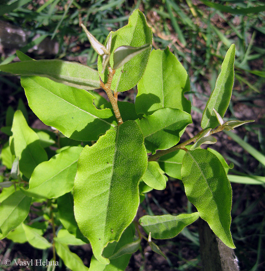 Image of Elaeagnus multiflora specimen.