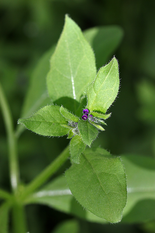 Image of Asperugo procumbens specimen.