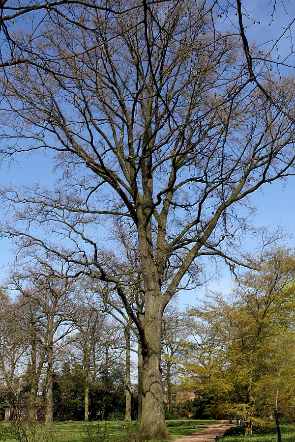 Image of Quercus robur specimen.