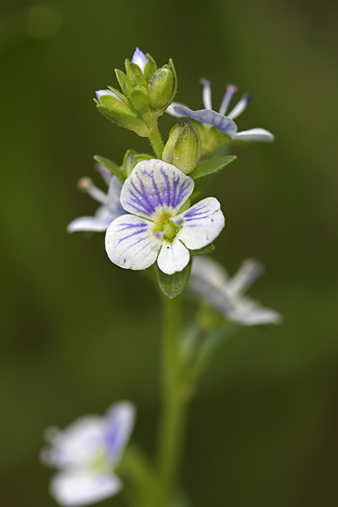 Image of Veronica serpyllifolia specimen.