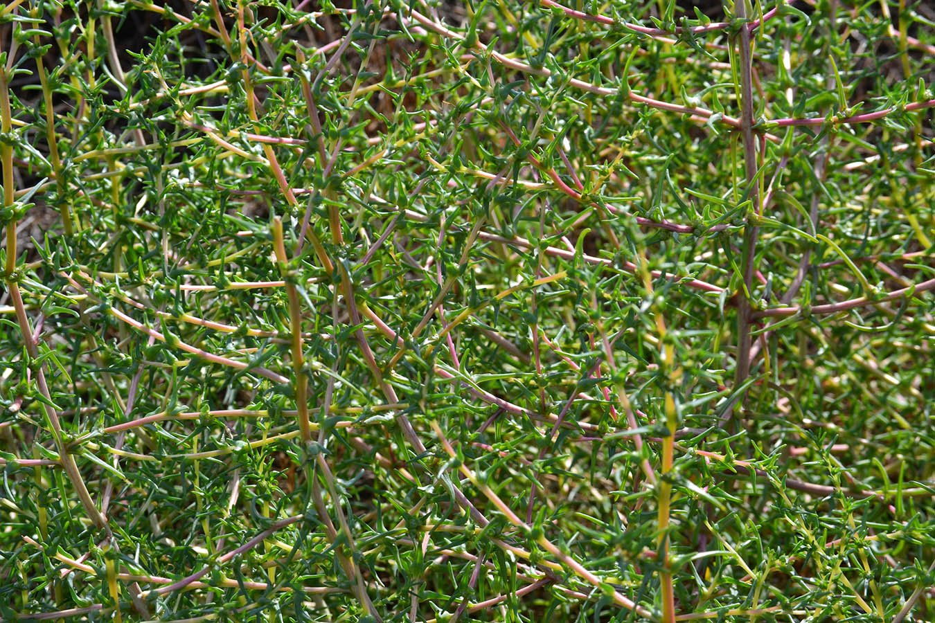 Image of Salsola soda specimen.