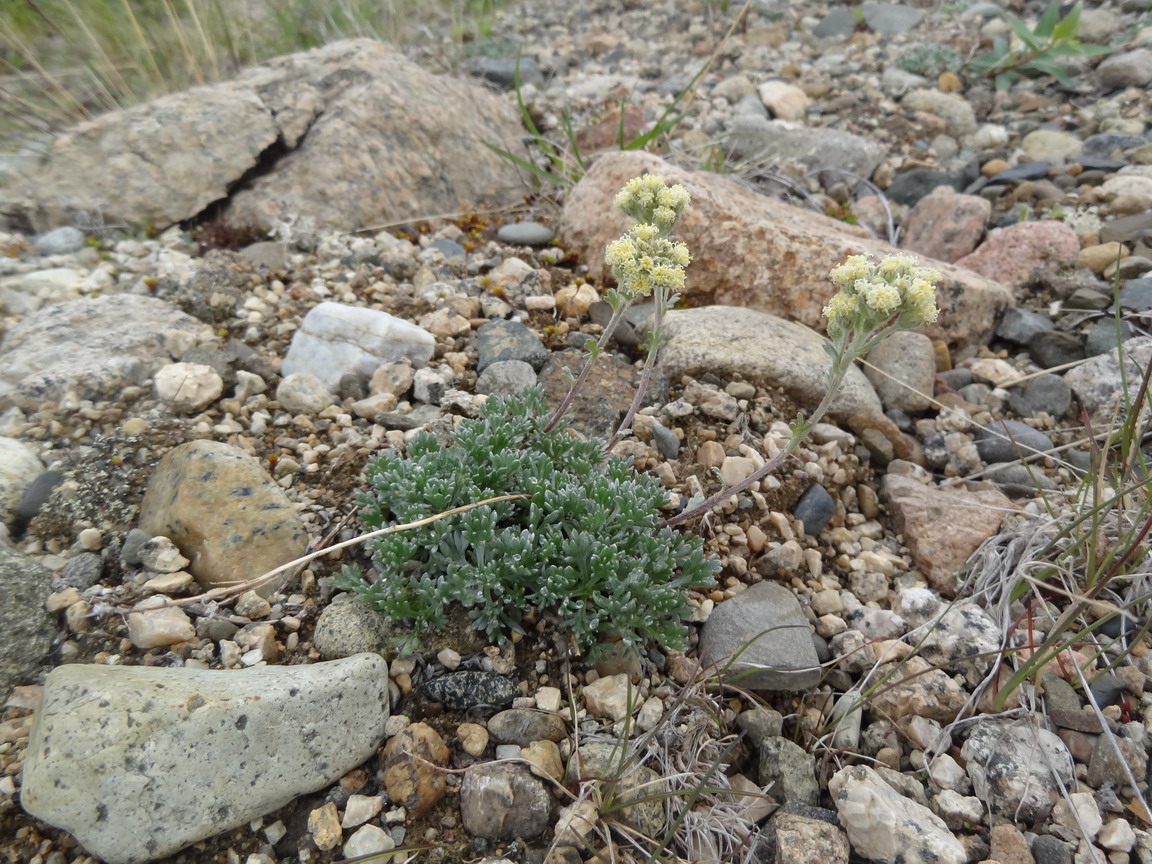 Изображение особи Artemisia glomerata.