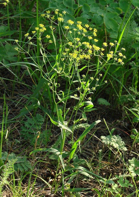 Изображение особи Bupleurum scorzonerifolium.