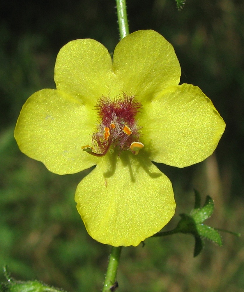 Image of Verbascum blattaria specimen.