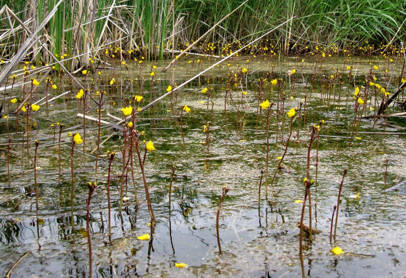 Image of Utricularia vulgaris specimen.