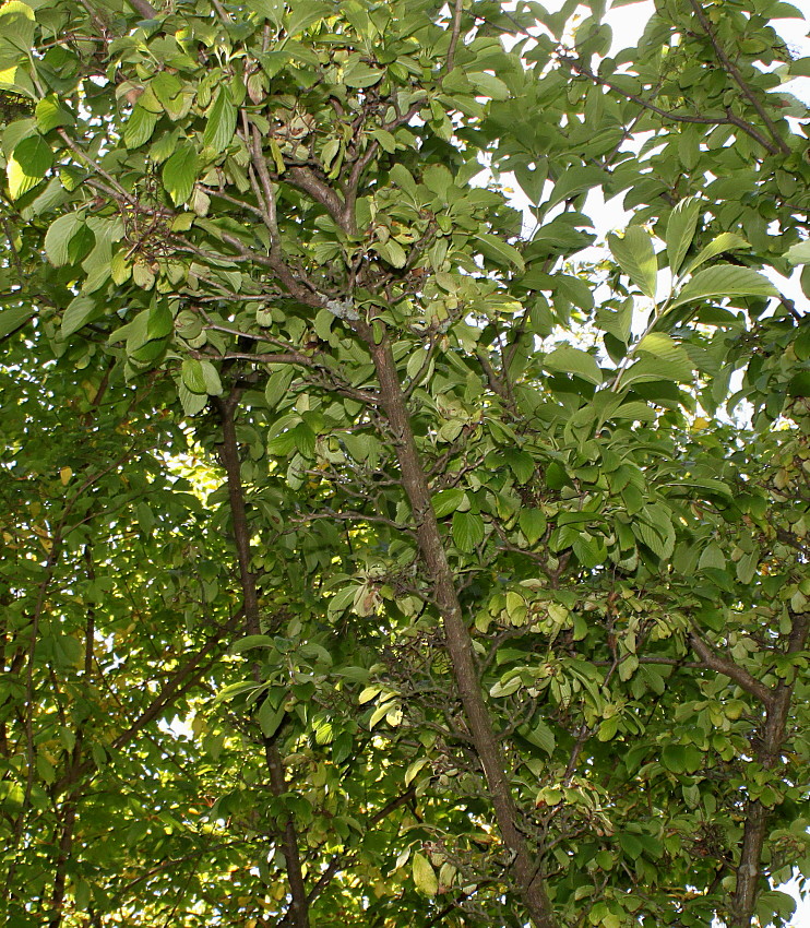 Изображение особи Viburnum sieboldii.