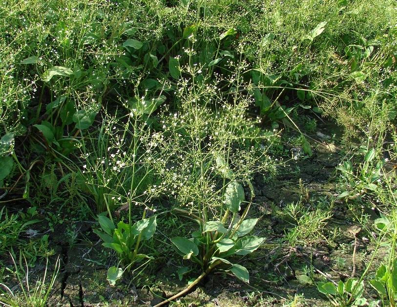 Image of Alisma plantago-aquatica specimen.