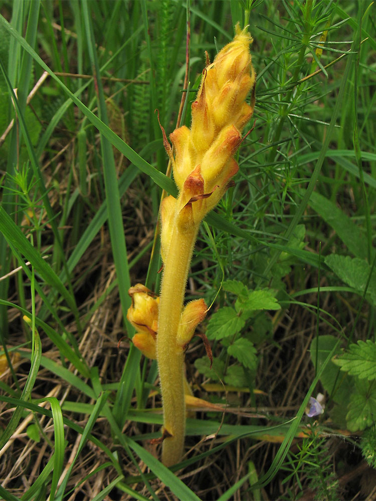 Image of genus Orobanche specimen.