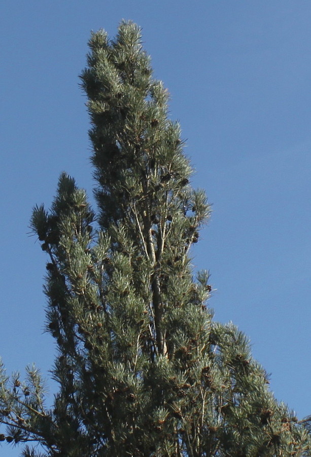 Изображение особи Pinus sylvestris.