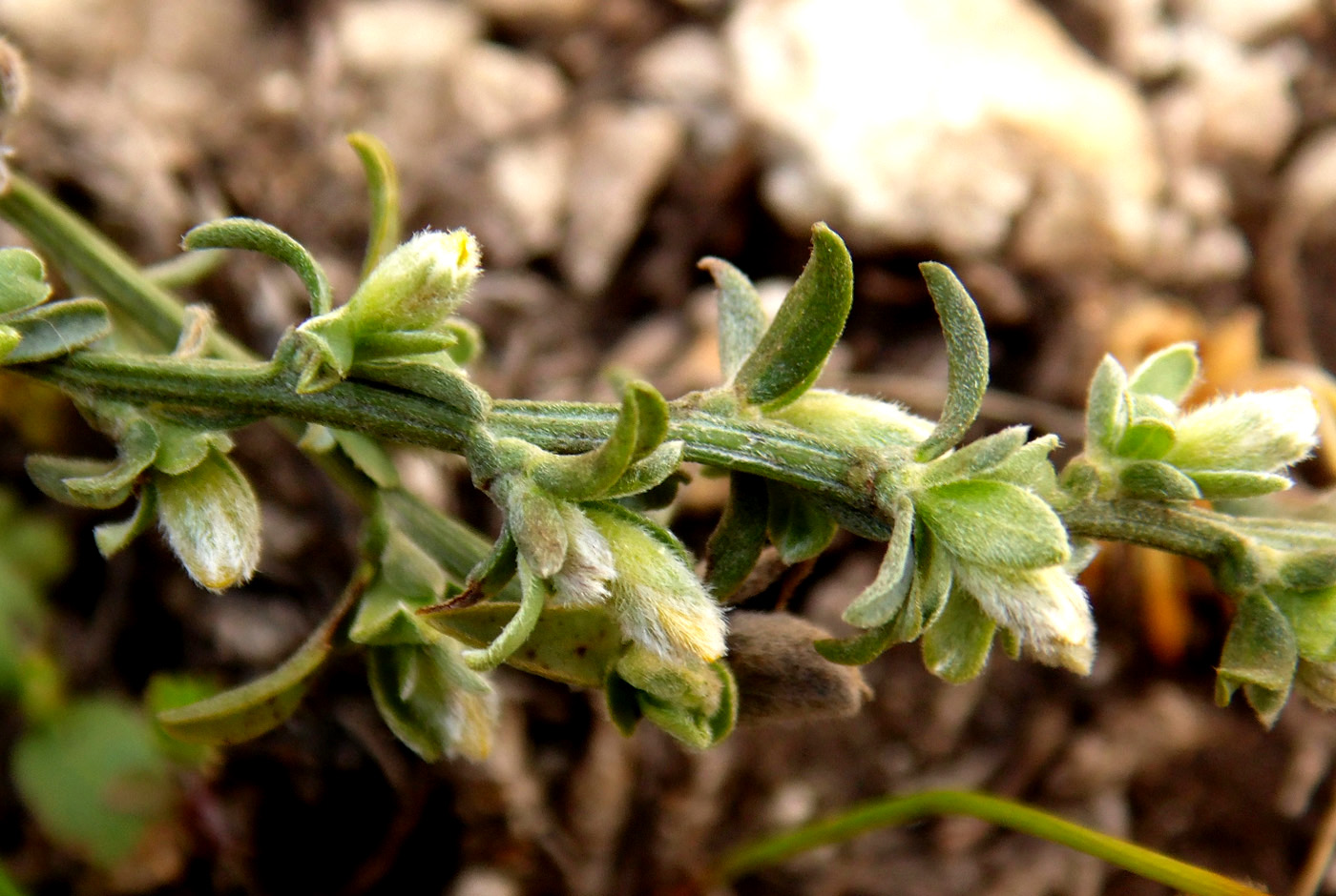 Изображение особи Genista scythica.