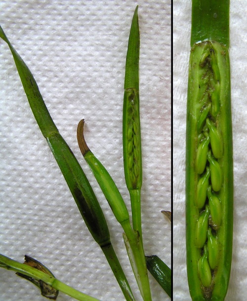 Image of Zostera marina specimen.